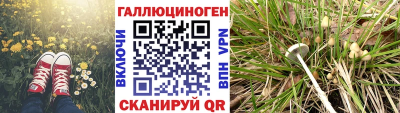 закладки  Азнакаево  Псилоцибиновые грибы MAGIC MUSHROOMS 